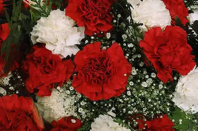 Service décoration plantes